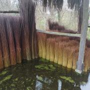 Sortie Dégommage - Osiers